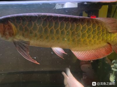 龍魚撞魚缸：龍魚撞缸的原因及處理方法