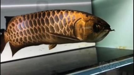 如何區(qū)分金龍魚炮彈頭型號：如何區(qū)分金龍魚的炮彈頭型號 龍魚百科 第1張