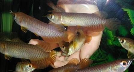 小龍魚一般多少錢一只幼魚：小龍魚一般多少錢一只 龍魚百科 第1張