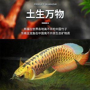 龍魚(yú)掉眼怎么看出來(lái)是活的：如何判斷龍魚(yú)是否掉眼