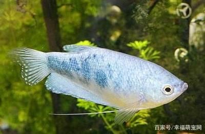 龍魚(yú)一直浮在上面是為什么：龍魚(yú)一直浮在水面可能是由于多種原因引起的)] 龍魚(yú)百科