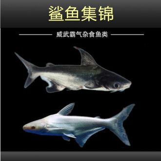 虎頭鯊吃龍魚(yú)：虎頭鯊吃小魚(yú)嗎？