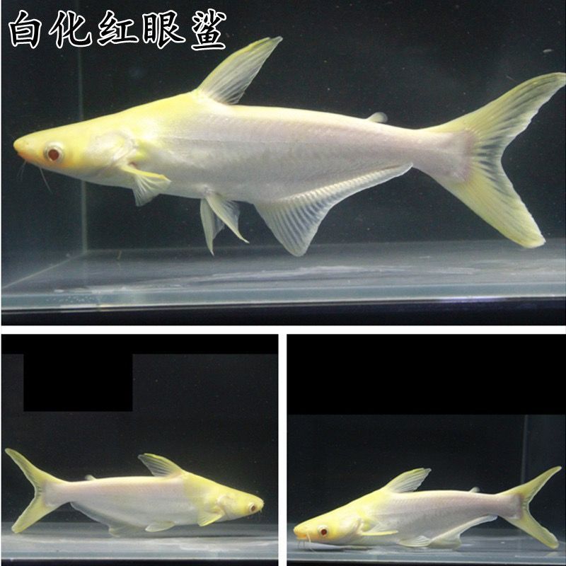 虎頭鯊吃龍魚(yú)：虎頭鯊吃小魚(yú)嗎？