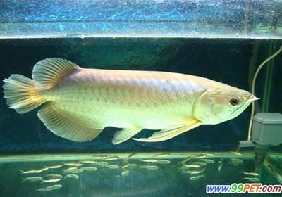 龍魚(yú)年齡怎么看好壞：選擇龍魚(yú)的年齡和品質(zhì)，幫助您更好地評(píng)估龍魚(yú)年齡和品質(zhì)