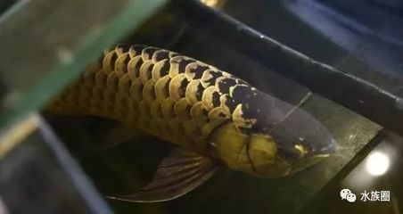 龍魚(yú)一次繁殖多少條：龍魚(yú)一次繁殖多少條并不是固定的數(shù)值，而是受到多種因素影響