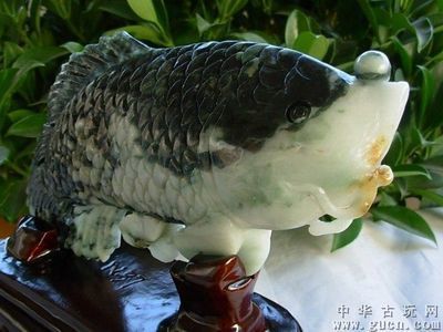 飯店招財(cái)金龍魚(yú)嘴朝哪面：飯店招財(cái)金龍魚(yú)嘴朝哪面的一些基本指導(dǎo)原則