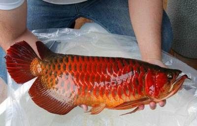 大紅金龍魚價(jià)格行情：大紅金龍魚價(jià)格行情信息主要集中在2022年08月03日