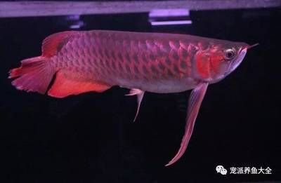 龍魚(yú)怎么快速生長(zhǎng)出來(lái)：如何讓龍魚(yú)快速生長(zhǎng)