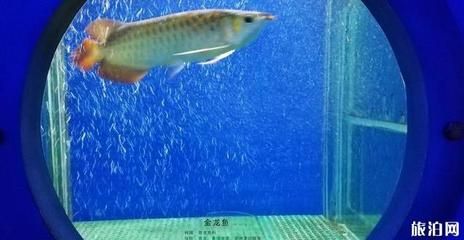 金龍魚在魚缸底下趴著不動了：金龍魚在魚缸底下趴著不動了怎么辦 龍魚百科 第2張