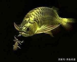 龍魚怎么撈出來：龍魚怎么撈取 龍魚百科 第2張