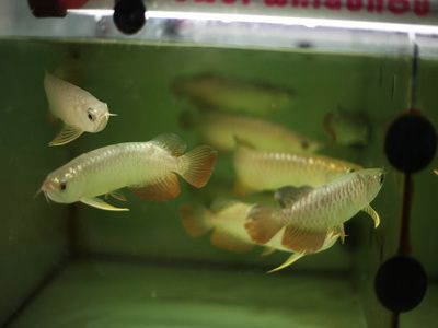 18厘米金龍魚要喂什么好：18厘米金龍魚在喂食時需要注意什么，金龍魚喂食建議 龍魚百科 第1張