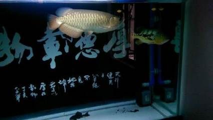 18厘米金龍魚要喂什么好：18厘米金龍魚在喂食時需要注意什么，金龍魚喂食建議 龍魚百科 第2張