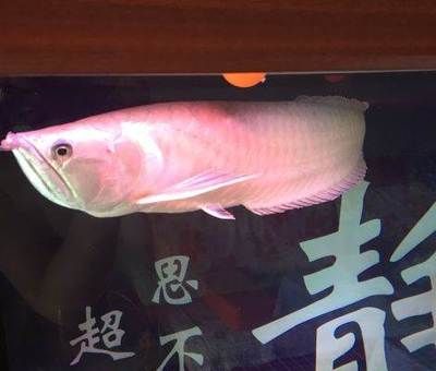 龍魚(yú)和招財(cái)貓的區(qū)別在哪：龍魚(yú)和招財(cái)貓?jiān)谧匀唤缰械纳鷳B(tài)角色和習(xí)性有所不同 龍魚(yú)百科 第2張