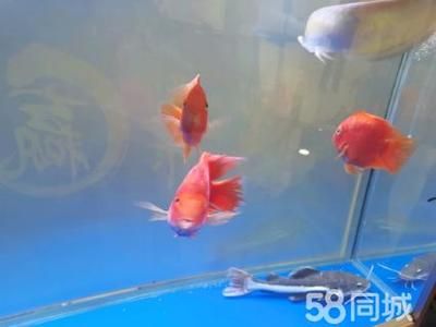 龍魚(yú)和招財(cái)貓的區(qū)別在哪：龍魚(yú)和招財(cái)貓?jiān)谧匀唤缰械纳鷳B(tài)角色和習(xí)性有所不同 龍魚(yú)百科 第3張