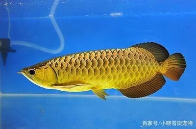 紅龍魚什么時(shí)候爬背：紅龍魚什么時(shí)候爬背紅龍魚爬背時(shí)間 龍魚百科 第2張