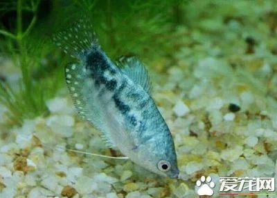 龍魚(yú)多大變色：龍魚(yú)發(fā)色階段及其對(duì)應(yīng)的體長(zhǎng) 龍魚(yú)百科 第3張