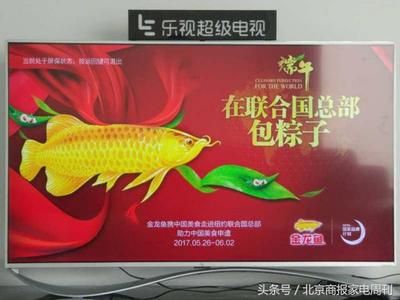 金龍魚能吃雞肉嗎：金龍魚能吃雞肉嗎，