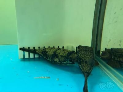 皇冠狗頭能和龍魚虎魚混養(yǎng)嗎：皇冠狗頭能和龍魚、虎魚混養(yǎng)嗎