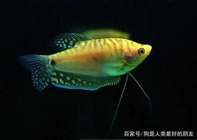 黃色的龍魚叫什么品種：黃色的龍魚是什么品種