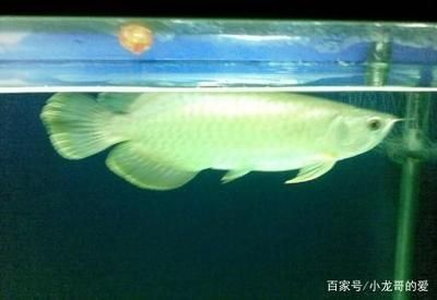 黃色的龍魚叫什么品種：黃色的龍魚是什么品種