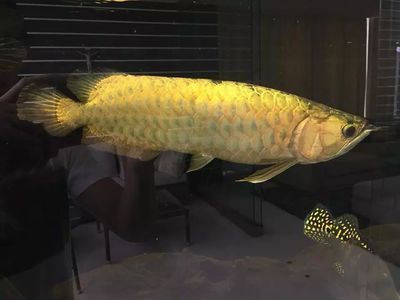 金龍魚體型標(biāo)準是多少毫米：金龍魚的體型標(biāo)準是多少毫米 龍魚百科 第1張