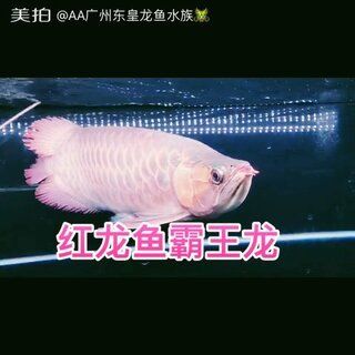 金龍魚霸王龍打這個：“金龍魚霸王龍打這個”在現(xiàn)實中并沒有確切的答案