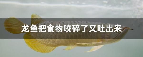 龍魚把食物咬碎了又吐出來了會死嗎：龍魚吐食的行為可能由多種原因引起 龍魚百科