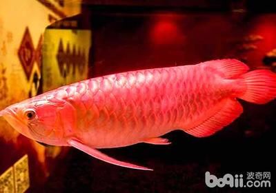 為什么龍魚(yú)那么貴呢：為什么龍魚(yú)那么貴？