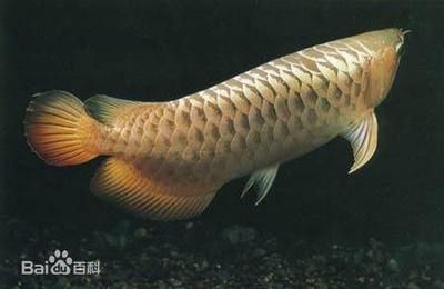 澳洲金龍魚：亞洲龍魚、美麗硬仆骨舌魚（拉丁學名：scleropagesformosus）