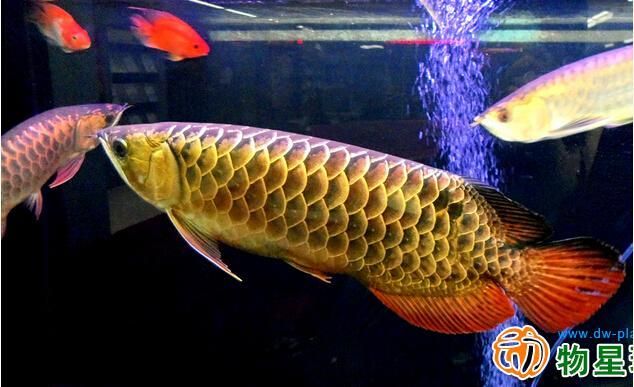 寵物金龍魚：金龍魚的養(yǎng)殖方法