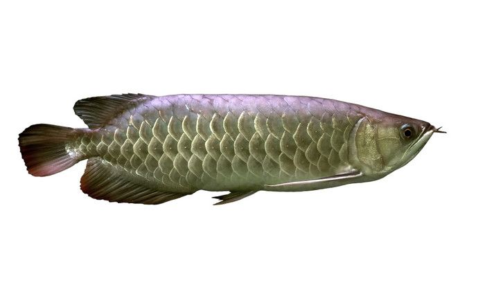 龍魚(yú)能吃什么水果：龍魚(yú)可以吃什么水果 龍魚(yú)百科 第3張