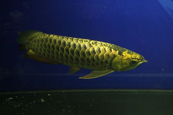 龍魚(yú)能吃什么水果：龍魚(yú)可以吃什么水果 龍魚(yú)百科 第2張