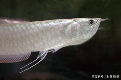 龍魚(yú)蹦出來(lái)了撈回去了：龍魚(yú)從魚(yú)缸中蹦出來(lái)并被撈回 龍魚(yú)百科 第1張