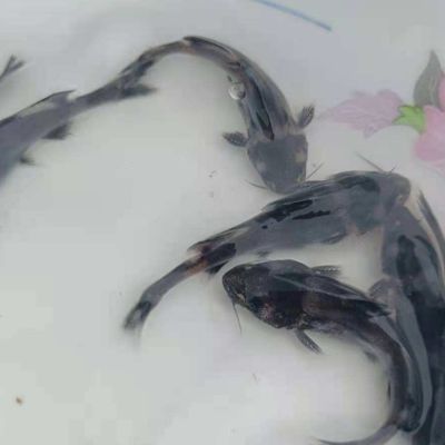 龍魚缸底層魚哪些鰻魚：鰻魚不是最適合與龍魚混養(yǎng)的底層魚 龍魚百科 第1張