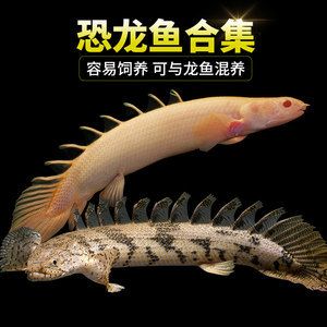 龍魚的虎斑是什么品種：龍魚中虎斑品種的具體類型