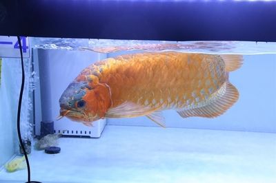 金龍魚(yú)怎么做檢疫檢測(cè)：金龍魚(yú)檢疫檢測(cè)方法