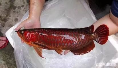 挑選紅龍魚的細節(jié)：如何挑選紅龍魚？