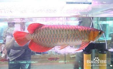 金龍魚有藍(lán)色的嗎：金龍魚有藍(lán)色的嗎， 龍魚百科 第3張