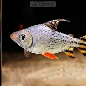 與龍魚混養(yǎng)的清潔魚：與龍魚混養(yǎng)的清潔魚需要考慮到多種因素 龍魚百科 第2張