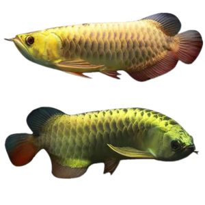 頂級紅龍魚品牌有哪些品種的魚苗：頂級紅龍魚品牌有哪些品種的魚苗品種及其特點(diǎn)