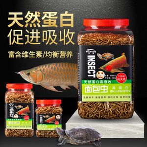 龍魚常吃面包蟲好嗎：龍魚吃面包蟲好嗎