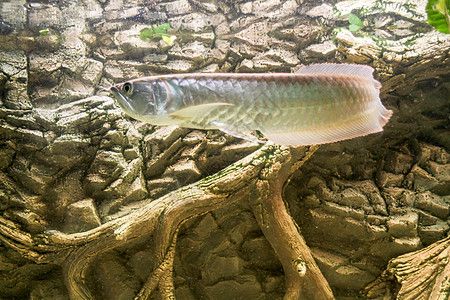 野生金龍魚(yú)生活在哪里：野生金龍魚(yú)主要分布在東南亞的熱帶和亞熱帶和亞熱帶和亞熱帶地區(qū)