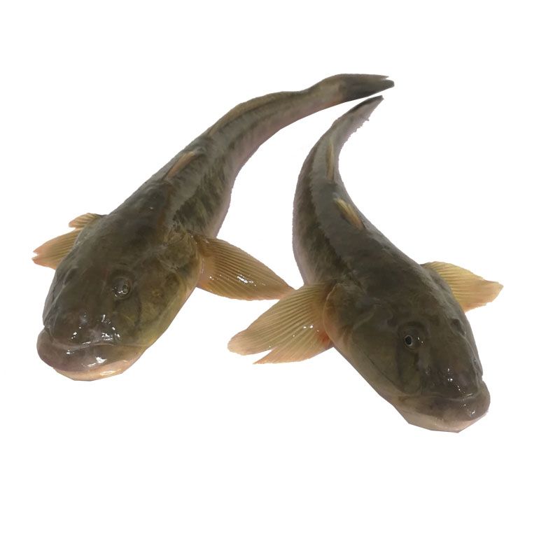 小龍魚(yú)吃什么食物長(zhǎng)得快：小龍魚(yú)吃什么食物長(zhǎng)得快， 龍魚(yú)百科 第1張