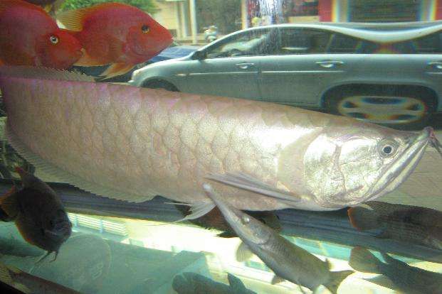 龍魚(yú)三個(gè)月不吃東西肚子好大：龍魚(yú)拒食三個(gè)月并且肚子鼓脹 龍魚(yú)百科 第2張