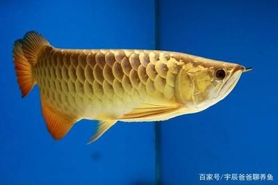 金龍魚環(huán)境溫度多少：金龍魚理想環(huán)境溫度多少