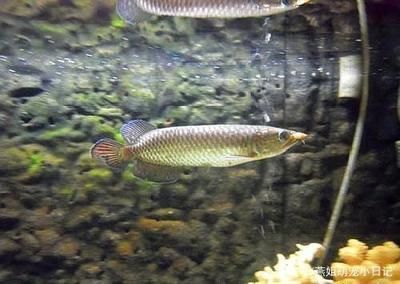 龍魚新入缸多久可以喂食物了：龍魚新入缸多久可以喂食 龍魚百科 第2張