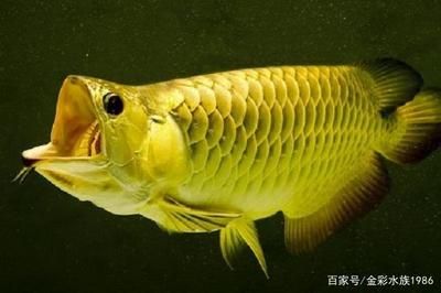 養(yǎng)一條龍魚有啥寓意：養(yǎng)龍魚有什么寓意？ 龍魚百科 第3張