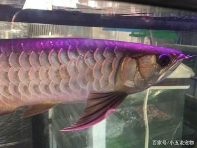 金龍魚魚缸怎么換水：金龍魚換水的步驟和注意事項(xiàng) 龍魚百科 第1張