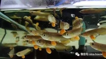 養(yǎng)龍魚要多少度：養(yǎng)龍魚時水溫控制在24-28℃之間并注意水溫的變化