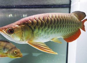 龍魚年齡大了會(huì)突然死亡嗎為什么：龍魚年齡大了會(huì)突然死亡嗎 龍魚百科 第2張